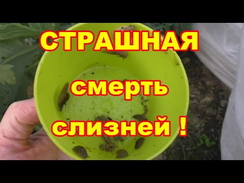 Эффективное средство от слизней,полезное для растений