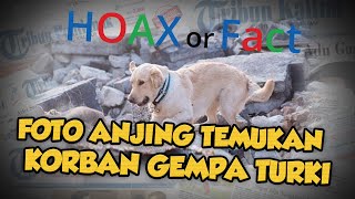 HOAX OR FACT: Viral Foto Anjing Diduga Temukan Korban Gempa di Turki, Ini Fakta Sebenarnya