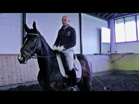 Hann. Stute, geb. 2011, Dancier/ Woronow