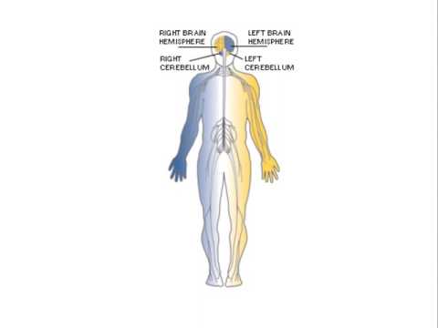 Focus Minute 8 Left Cerebellum Lesion