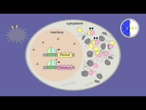08 6 Circadian Rhythms