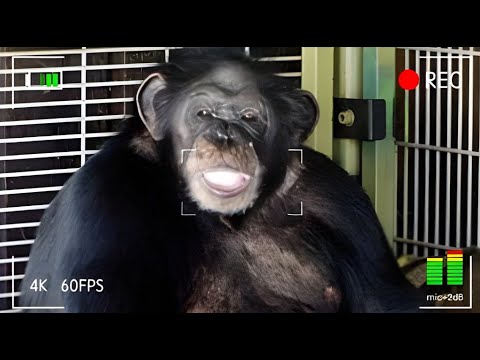 When Trust Turns Tragic: The Unbelievable Story of Travis the Chimpanzee | Crime explained