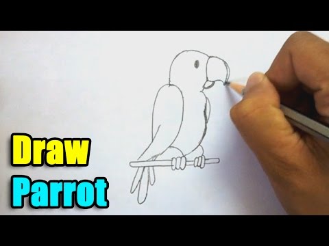 parrot drawing easy and beautiful Archives | Arts Film Academy-saigonsouth.com.vn