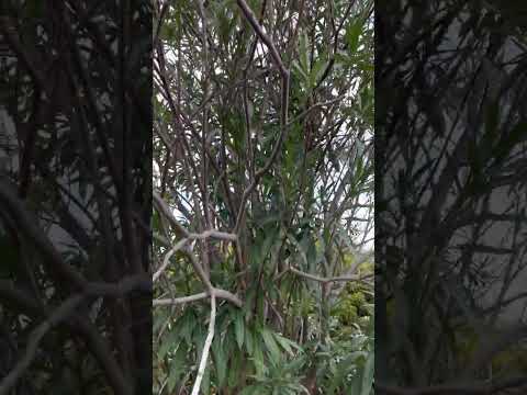 キョウチクトウの世話：キョウチクトウの開花を引き起こし、それを持続させるにはどうすればよいですか？  庭園