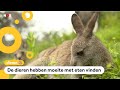Kangoeroes in Australië hebben nog altijd last van bosbranden