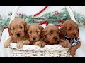 Mini Goldendoodle dogs for sale: Bailey  - Video 1