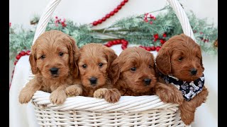 Video preview image #1 Goldendoodle (Miniature) Puppy For Sale in NARVON, PA, USA