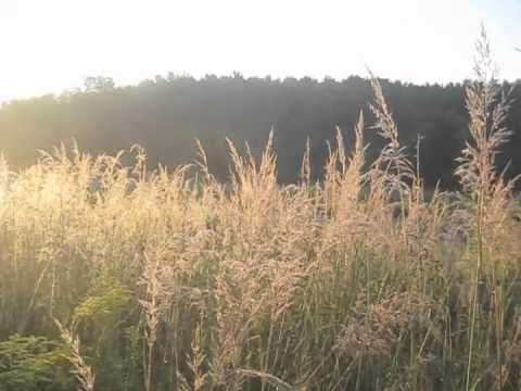 download lagu mp3 mp4 Sorghastrum Nutans Seed, download lagu Sorghastrum Nutans Seed gratis, unduh video klip Sorghastrum Nutans Seed