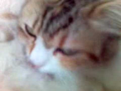 Cupka sisa sisu, ali svoju