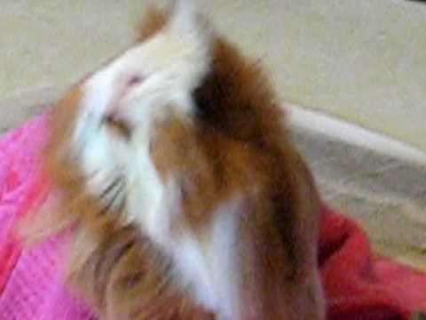 Beaker takes his medicine