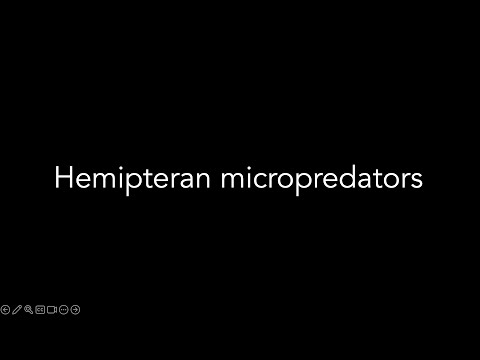 Lecture 17.3 - Hemipteran micropredators