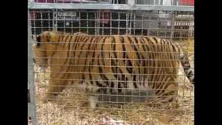 preview picture of video 'Circus Fischer gastiert in Fritzlar'