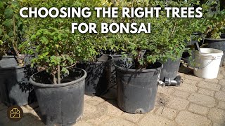 Beginner Bonsai Series - Chapter 10: How to Get Trees to Turn Into Bonsai