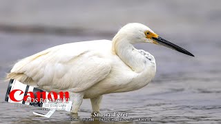 Canon R6II, EF 600mm f/4L IS III USM Lens,  1.4 III EF Extender and 840mm of reach in poor light