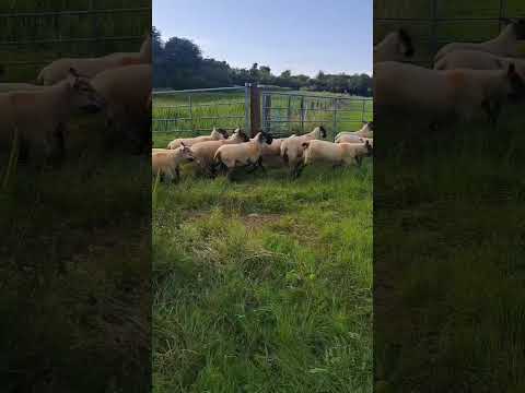 Borris Crossbreed Hogget Ewes - Image 2