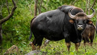 Wild Gaur Forest Night Drive P-02