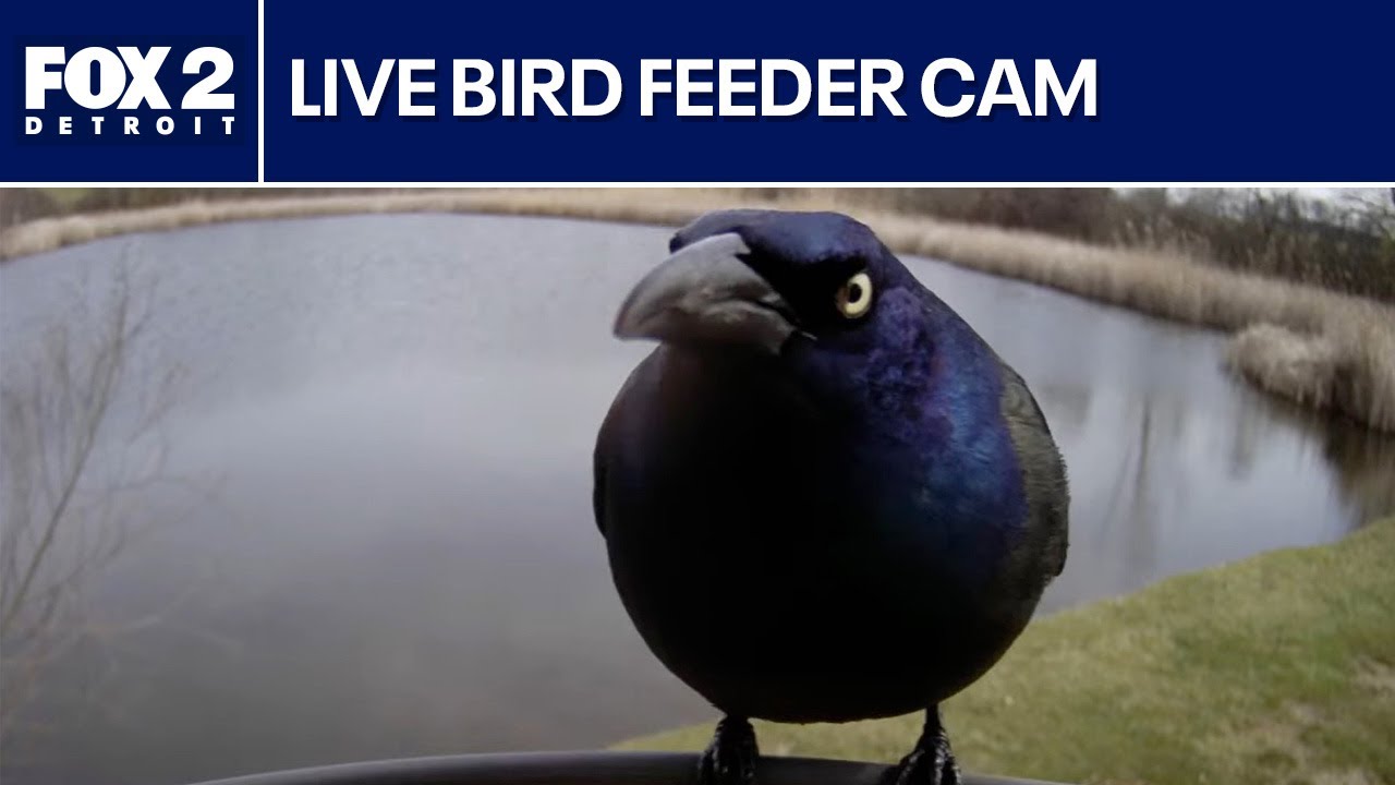 LIVE: Michigan bird feeder cam