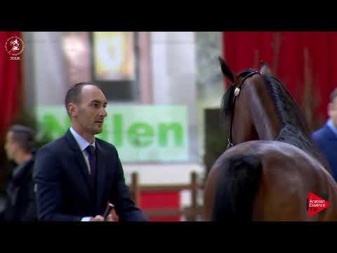 N.29 JUSTIFY KA - Lier 2018 - Yearling Colts (Class 2A)