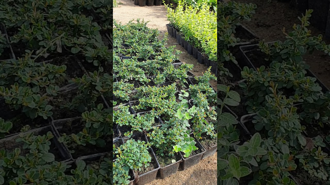 Кизильник горизонтальный