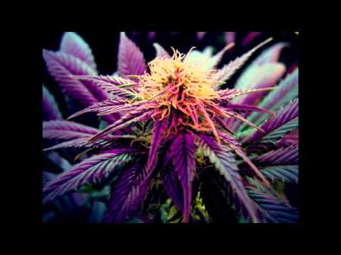 I Nesta ft. Kanabiz -Marihuana  ( Meditation Pitch)