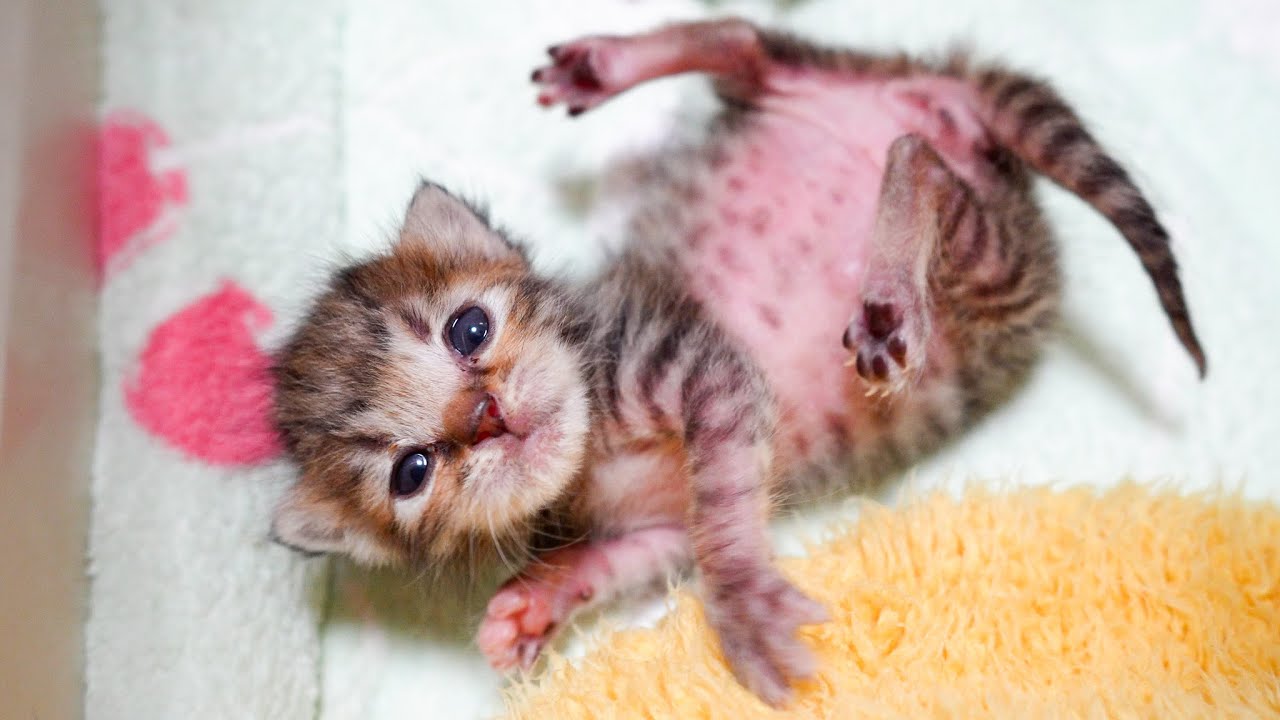 Sleepy but Still Drinking!? Rescue Kitten’s Adorable Air Bottle
