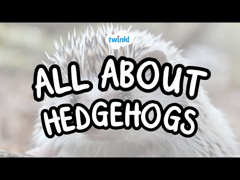 All About Hedgehogs | Fun Facts About Hedgehogs | Twinkl USA
