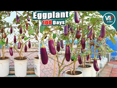 , title : 'How to Grow Eggplants with Many Fruits | Seed to Harvest'