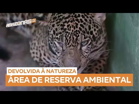 Onça resgatada no meio do Rio Negro é devolvida à natureza após recuperação