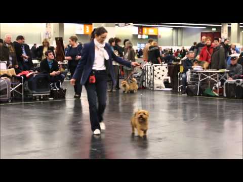 CACIB Nürnberg 2015