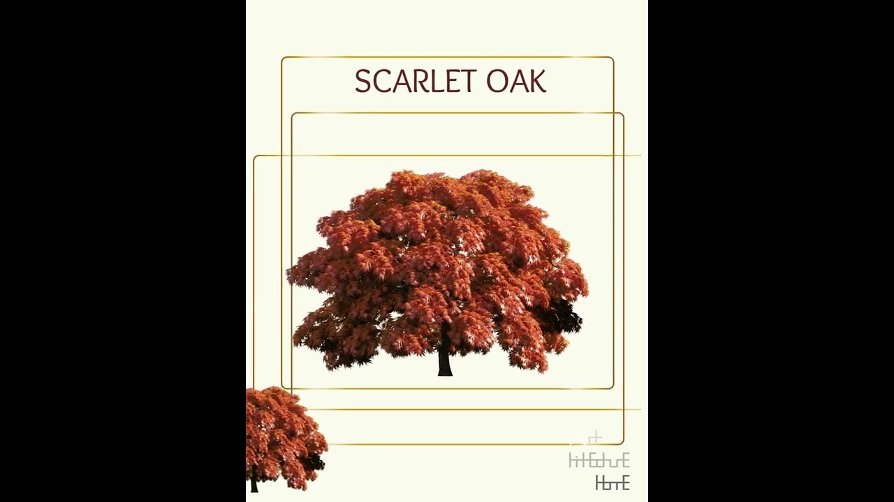Real Tree Cliparts - Scarlet oak - photoshop overlays png, Tree layout, transparent background