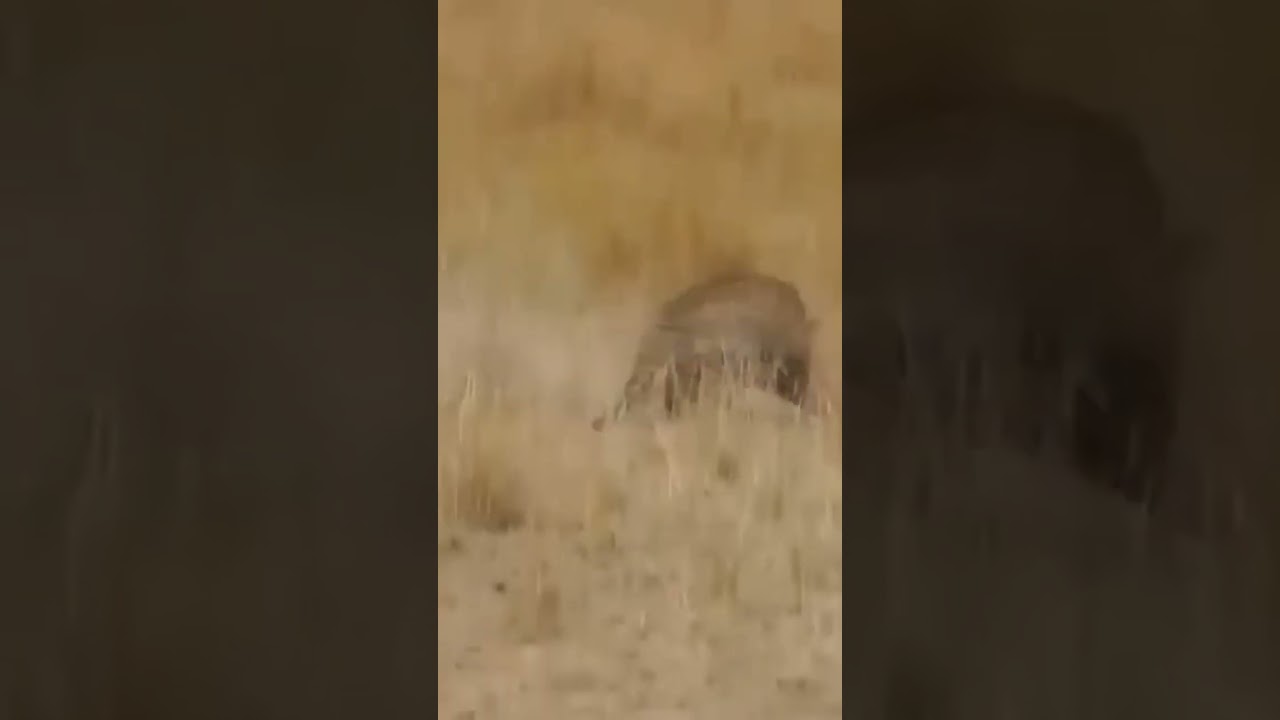 pet animal tiger #shorts #viral #shortvideo #tiktok #shortsvideo