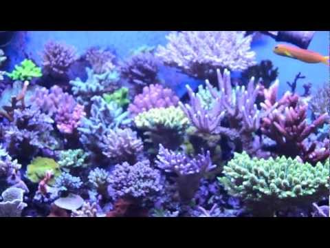 pp´s reef tank