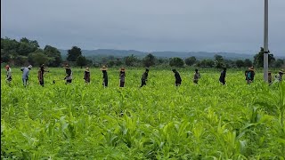 ကိုနေဝေးတို့ လူအများကြီးနဲ့ နှမ်းခင်းပေါင်းပေါက်တဲ့နေ့