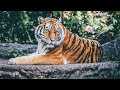 Beautiful Wildlife Animals and Relax Music for Stress Relief