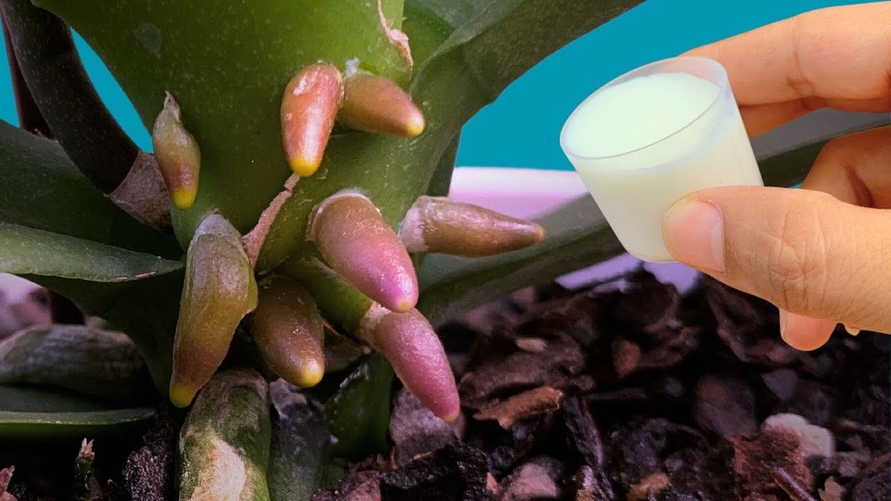 Just give it 1 cap! The dying orchid suddenly grew 1001 roots and bloomed super flowers
