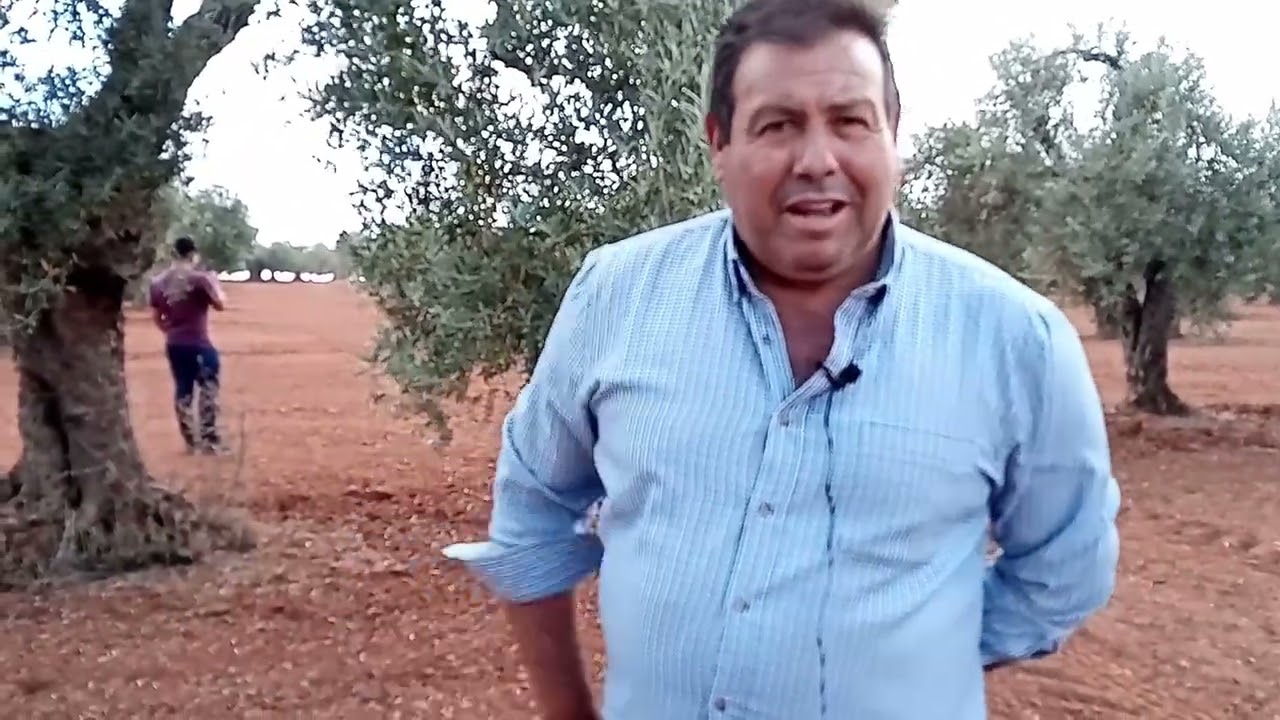 Succès du traitement foliaire à l'ozone pour le contrôle des maladies de l'olivier et respectueux de l'environnement. 2 Ozono en tratamiento foliar en olivar - Finca los Alguacilejos - entrevista a Juan Francisco Bernabé
