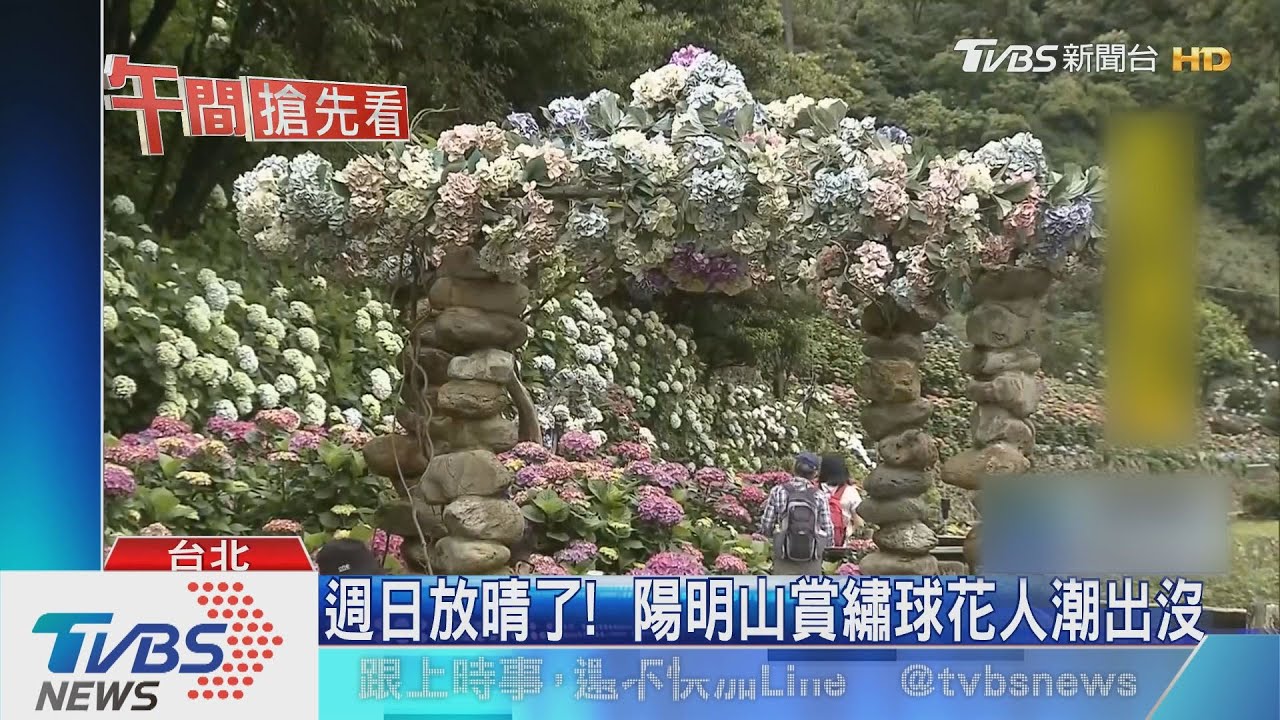 週日放晴了! 陽明山賞繡球花人潮出沒