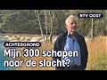 Overijsselse schaapskuddes sterven mogelijk dit jaar al uit | RTV Oost