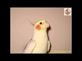 Обучение попугая песне Happy Birthday. Teaching cockatiel. 