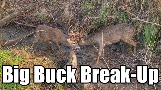 BIG BUCK BREAK-UP: Giant Bucks Stuck in Life Threatening Lock