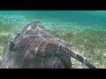 Mergulho No Fantástico Shark Ray Alley Em Belize