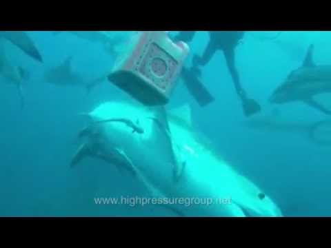 Tigerhaitauchen - www.sharkexperience.com