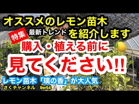 園芸 10種類のレモンの木
