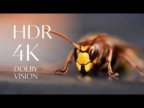 Insect World in 4K ULTRA HD | Beautiful relaxing music