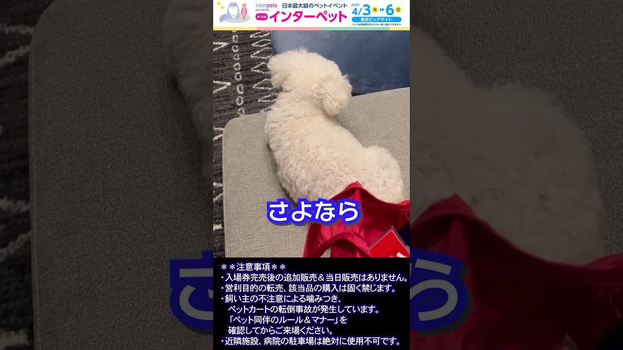 インターペットのお知らせ　#インターペット2025