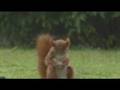 Carlsberg Sport Wmv