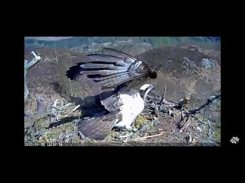 Slo-mo: Another Osprey intrudes on the Loch Arkaig nest and Louis chases: 20 Apr 2020