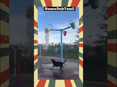 free அருவி #humordubtamil #shortsfeed  #animallovers #funnyanimals #funnydog #funny #comedy #dog