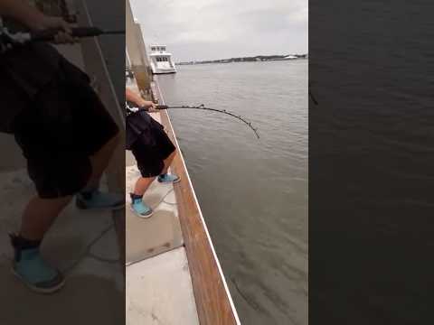 Catching huge stingray from dock #florida #fishing #stingray #steveirwin #bigbaits #jaxfl