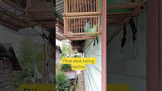 Download lagu suara pikat ekek keling betina mp3
